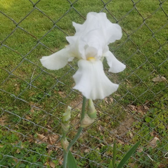 Bundle 20 White heirloom bearded iris rhizomes. - Picture 1 of 2